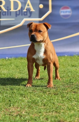 Étalon Staffordshire Bull Terrier - ACE-OF-HEARTS Of Red Diamond's