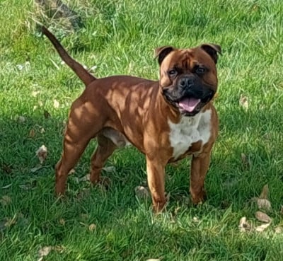 Étalon Staffordshire Bull Terrier - Vickings De La Furia Roja