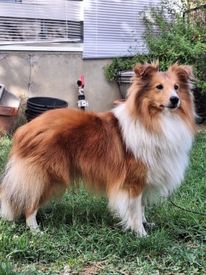 Étalon Shetland Sheepdog - Vanora Jone's VOLTAIRE