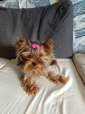 Étalon Yorkshire Terrier - Atarax du clos d'Astepha
