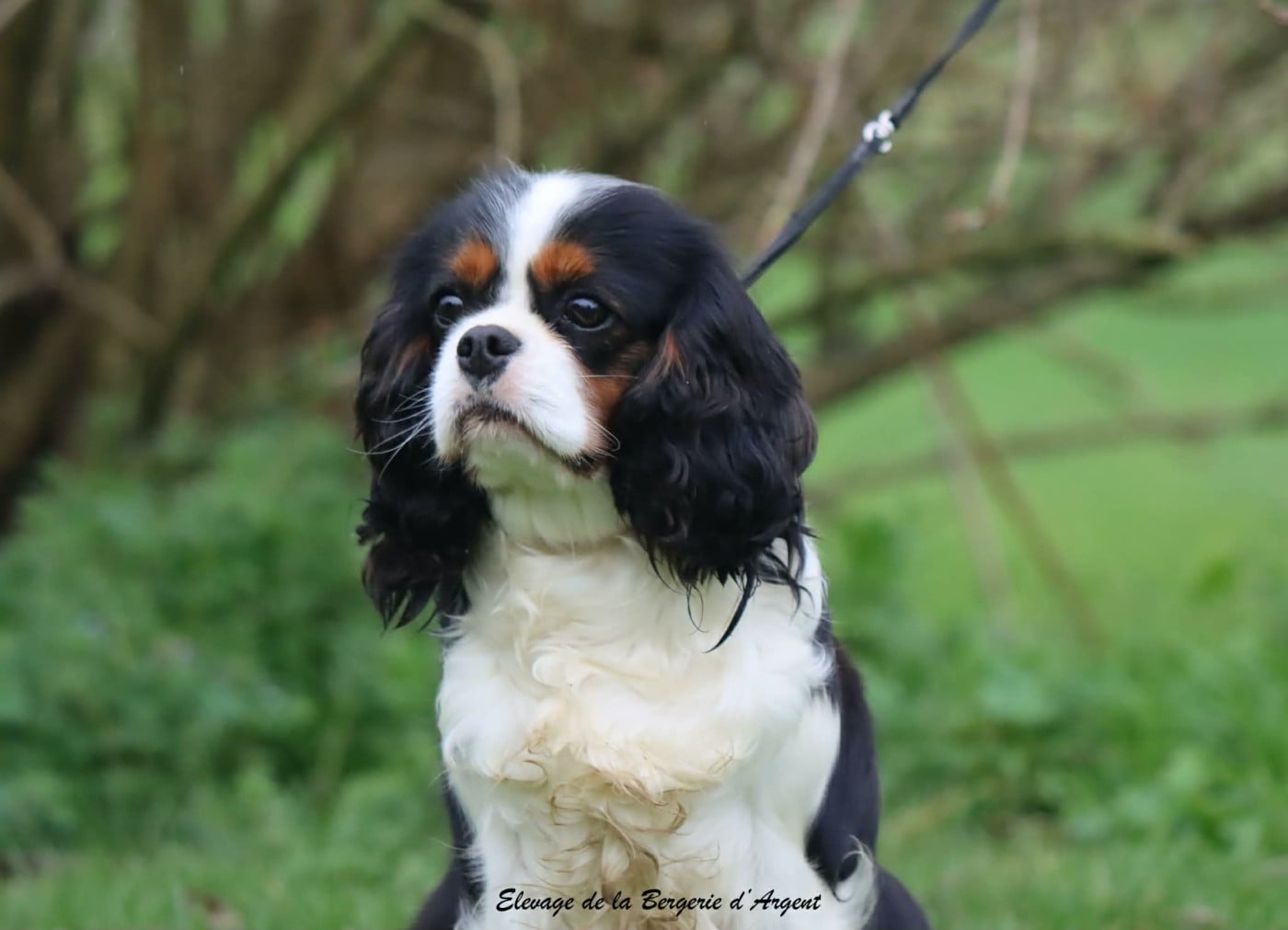 Les Cavalier King Charles Spaniel de l'affixe   Du Domaine Charlésien