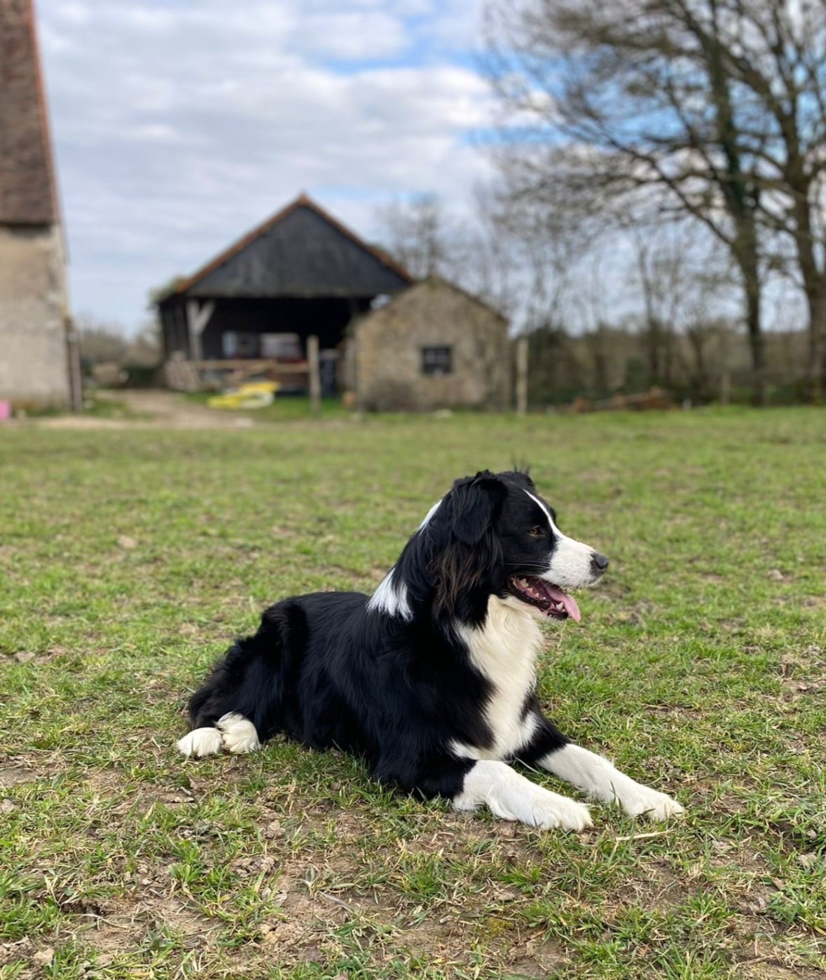 Les Berger Australien de l'affixe   des plaines d'Alexoanne
