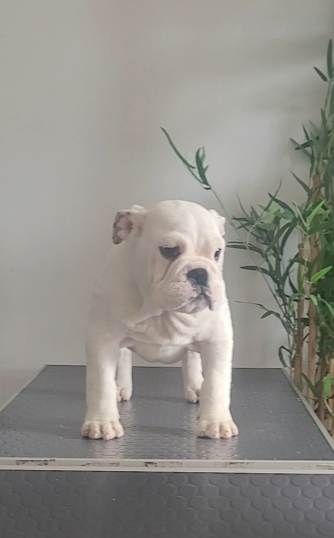 Ambre De la Cour des Molosses