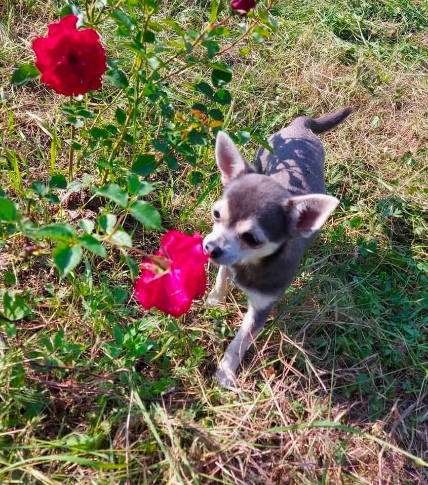 Les Chihuahua de l'affixe   Jennifer Mugnier