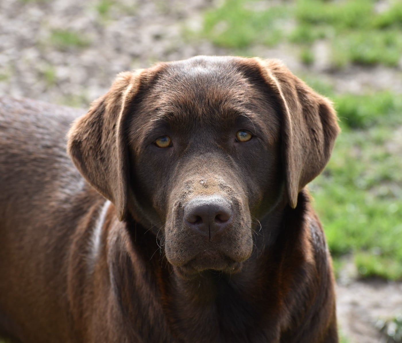 Les Labrador Retriever de l'affixe   Du Moulin Sault