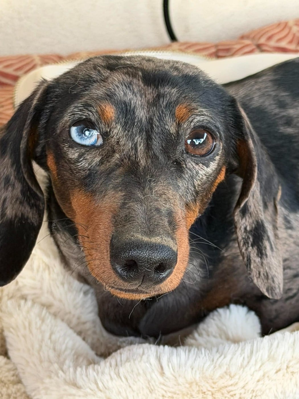 Atila Poppy-Mini-Land