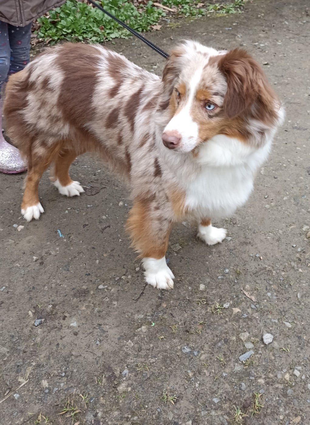 Les Berger Américain Miniature  de l'affixe   du Bonheur d'Iris