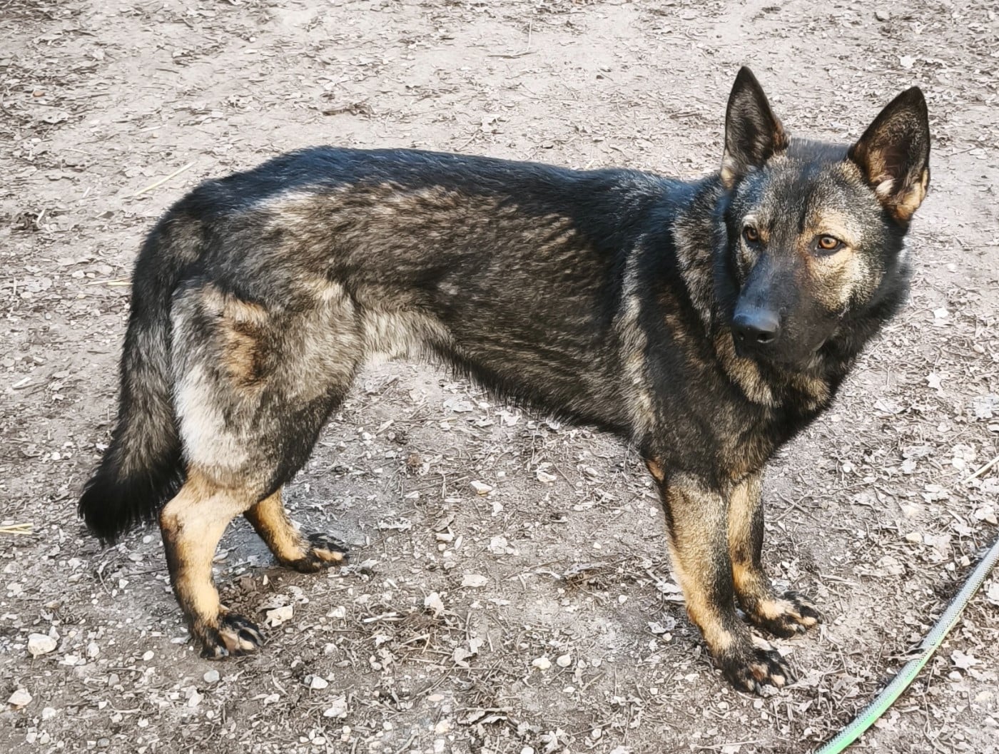 Les Berger Allemand de l'affixe   des Hauts du Bousquillon