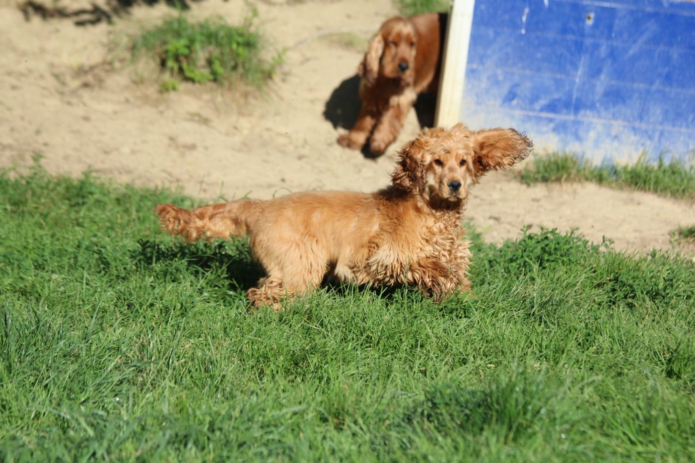 Vixi Du domaine des clayeux