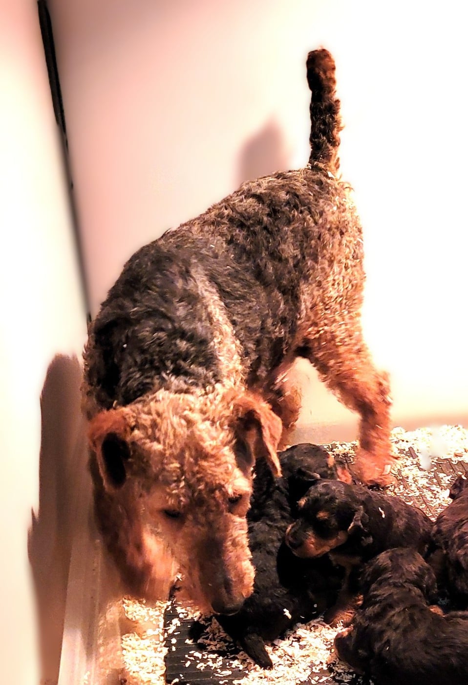 Les Welsh Terrier de l'affixe   Des marais de courmont