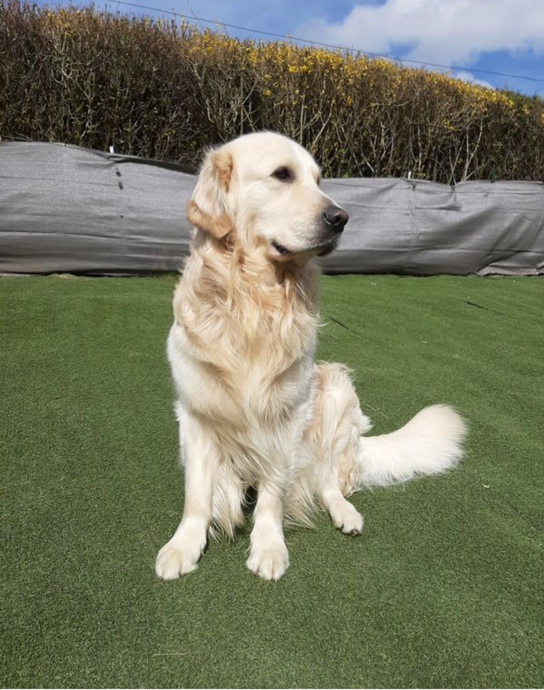 Les Golden Retriever de l'affixe   du royaume des gueules noires