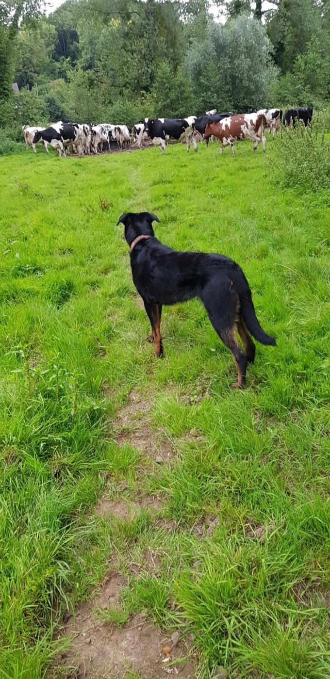 Les Berger de Beauce de l'affixe   du royaume des gueules noires