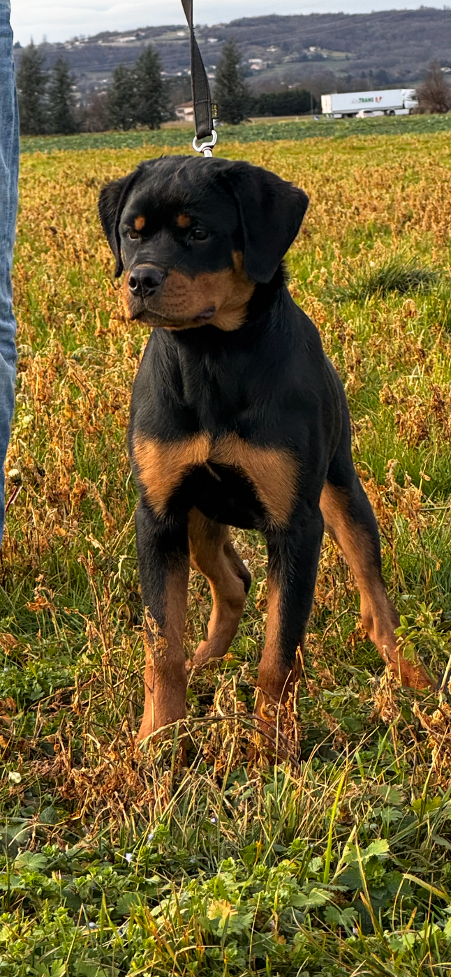 Angie La Tribu De Weiler