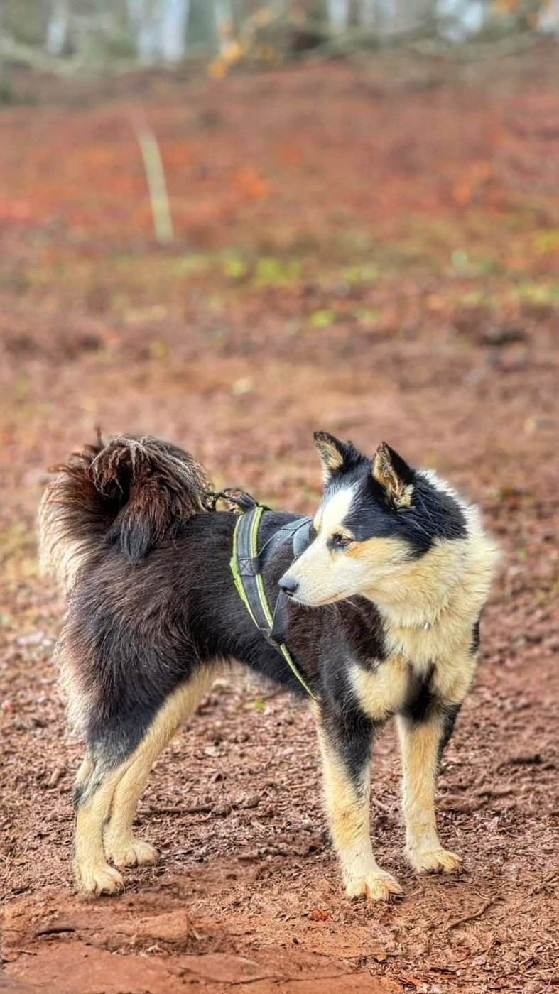 Les Laika de iakoutie de l'affixe   De Terre Sauvage Ariege