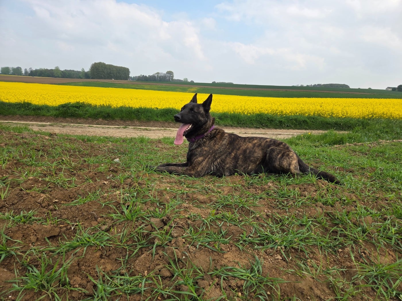Les Berger hollandais de l'affixe   du royaume des gueules noires
