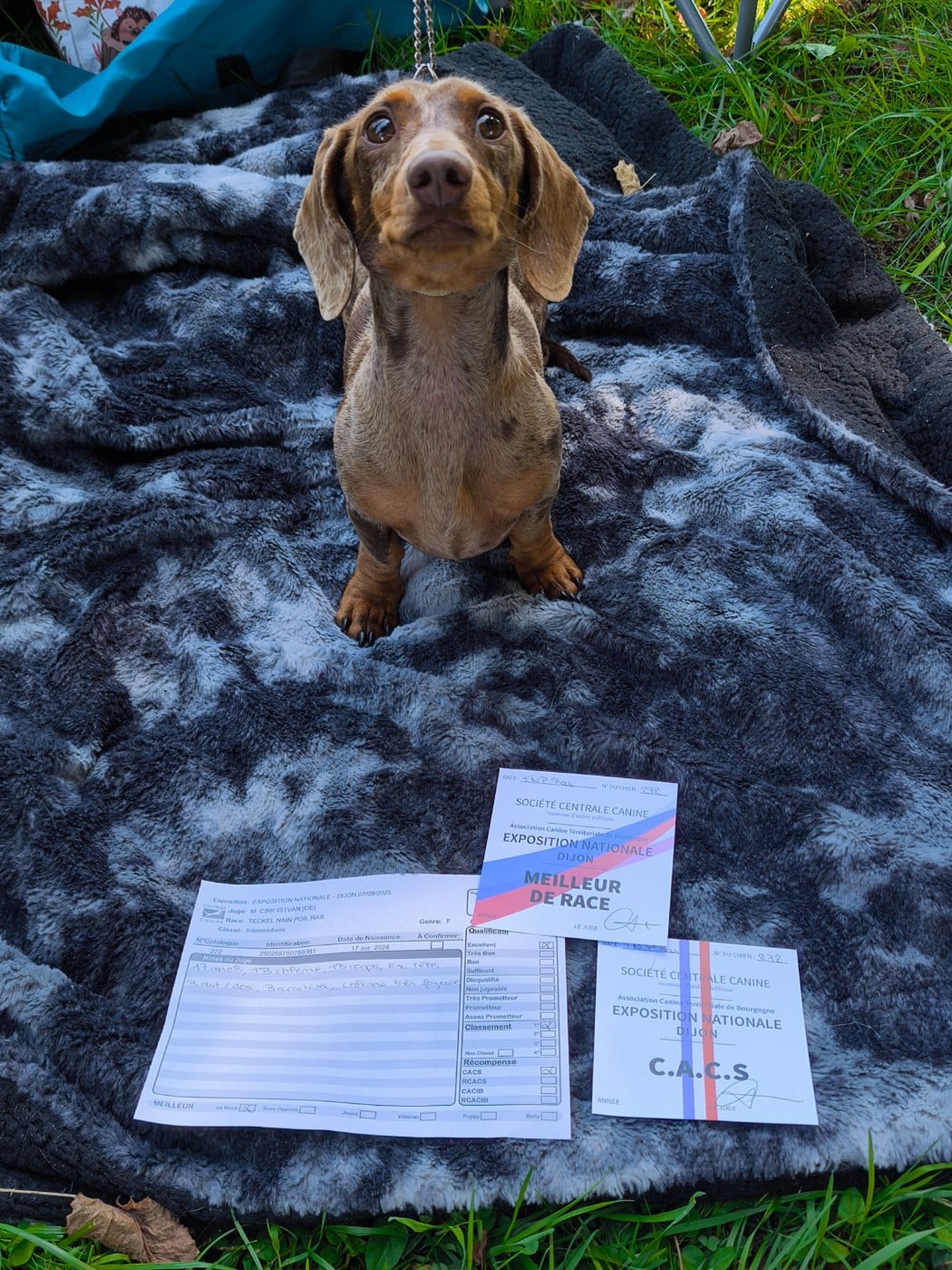 Les Teckel poil ras de l'affixe   des Gardiens Légendaires