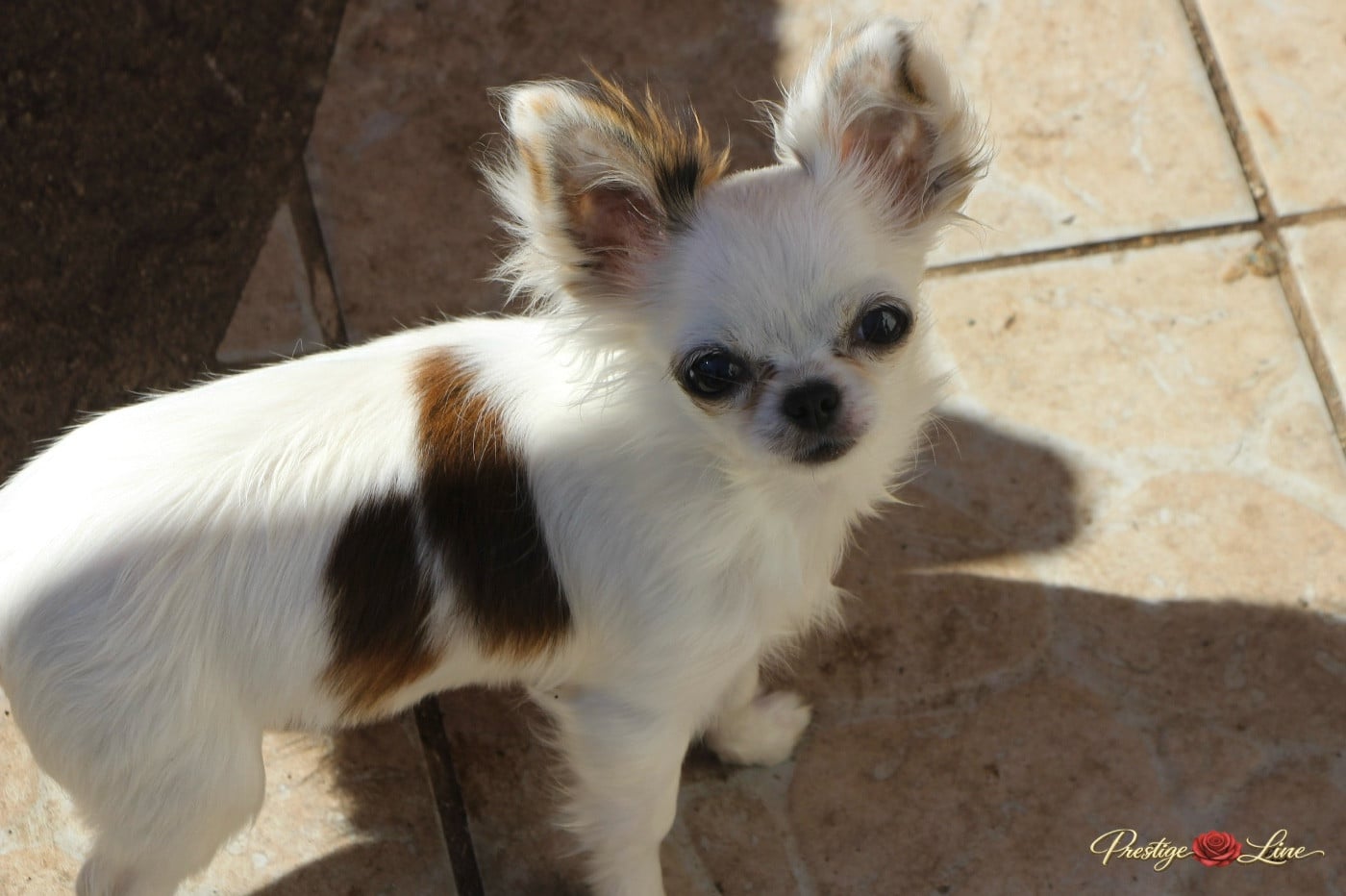 Les Chihuahua de l'affixe   Prestige Line