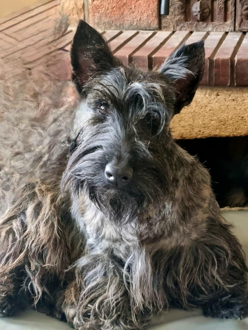Les Scottish Terrier de l'affixe   de la route Jacques Coeur