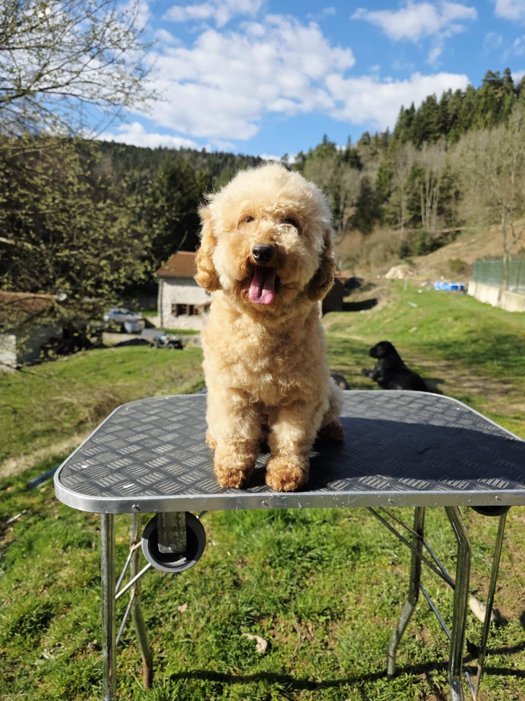 Les Caniche de l'affixe   du Moulin de Bonneval