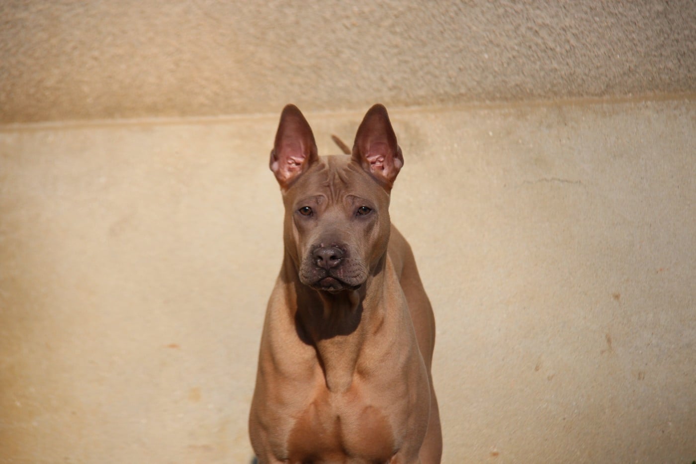 Les Chien thaïlandais à crête dorsale de l'affixe   Des Plaines Du Mont Moret
