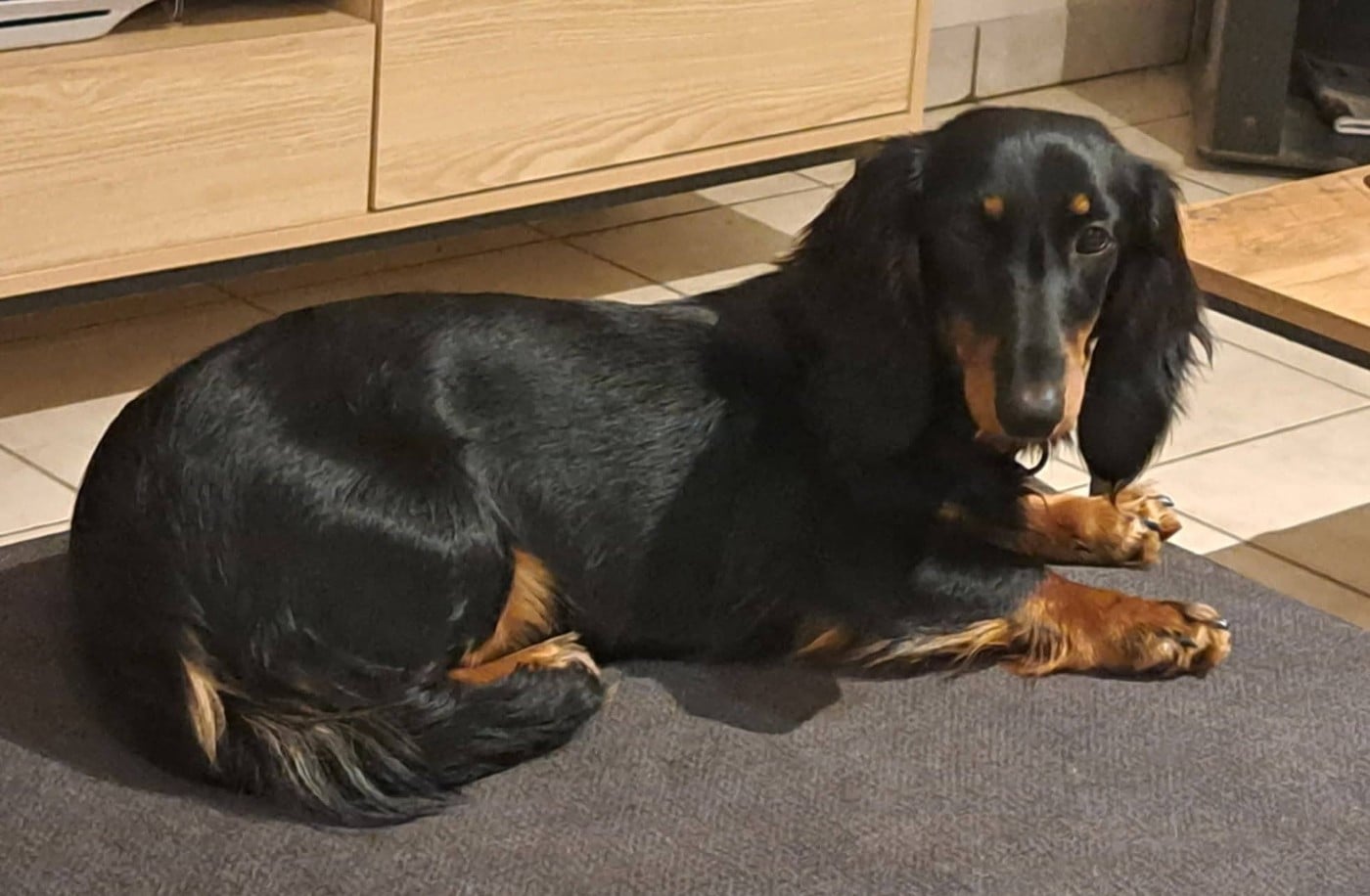 Les Teckel de l'affixe   Du Refuge Saint Bernard