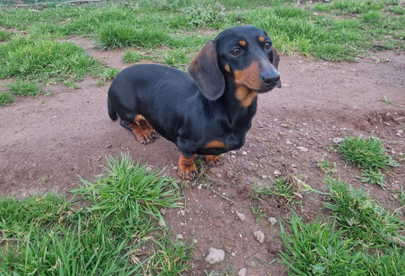 Les Teckel poil ras de l'affixe   Du Domaine D'ohcumgache