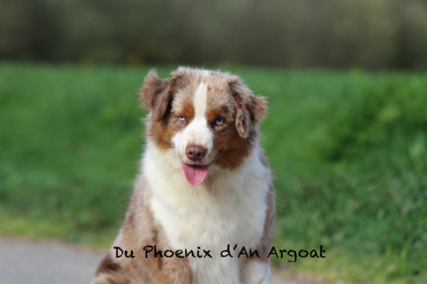 Les Berger Américain Miniature  de l'affixe   Du Phoenix D'an Argoat