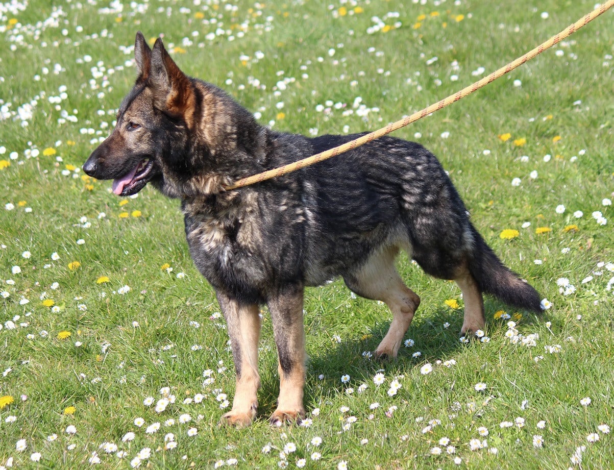 Les Berger Allemand de l'affixe   Des Crocs De Heurtevent