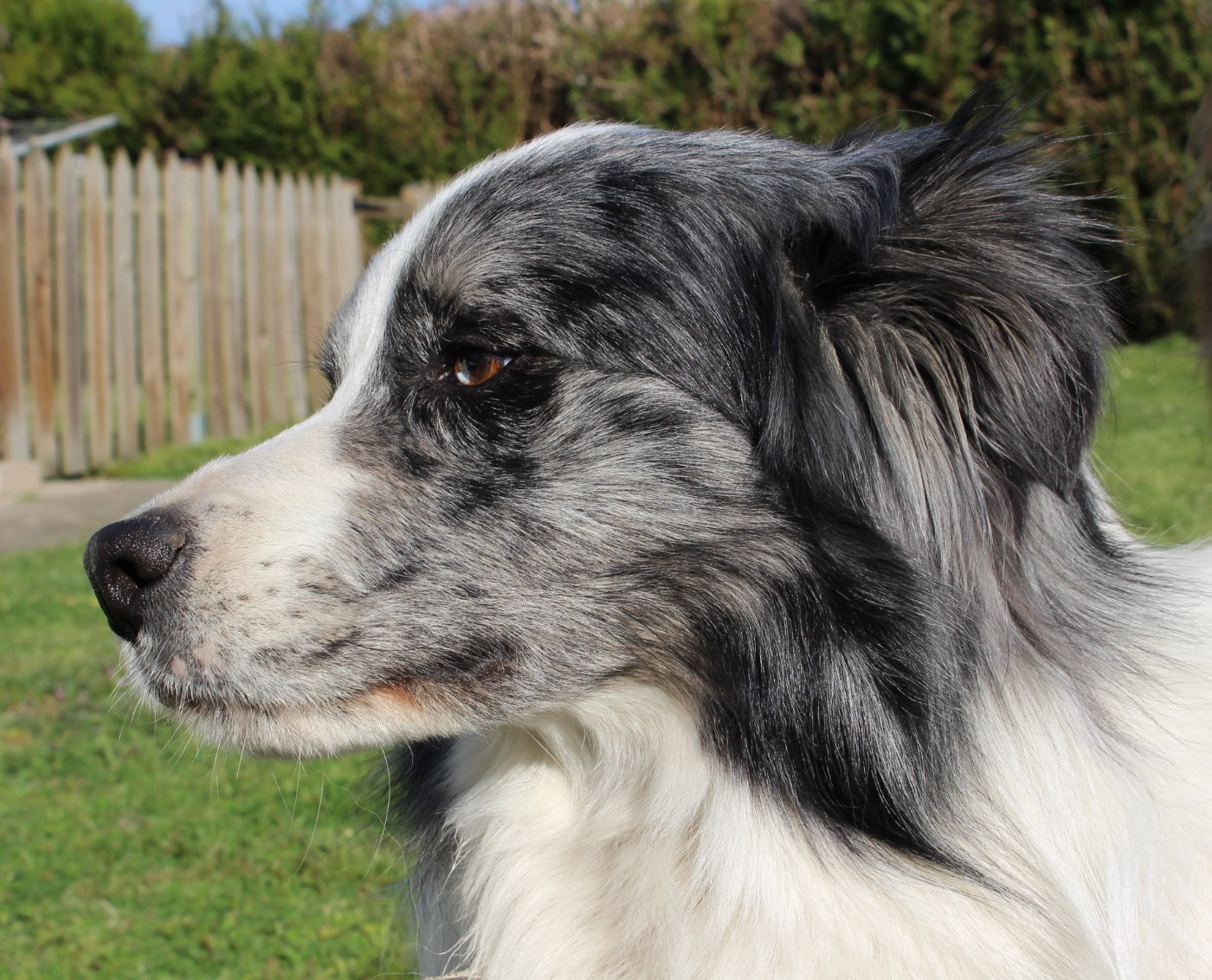 Les Border Collie de l'affixe   Du Domaine De Virginyamael