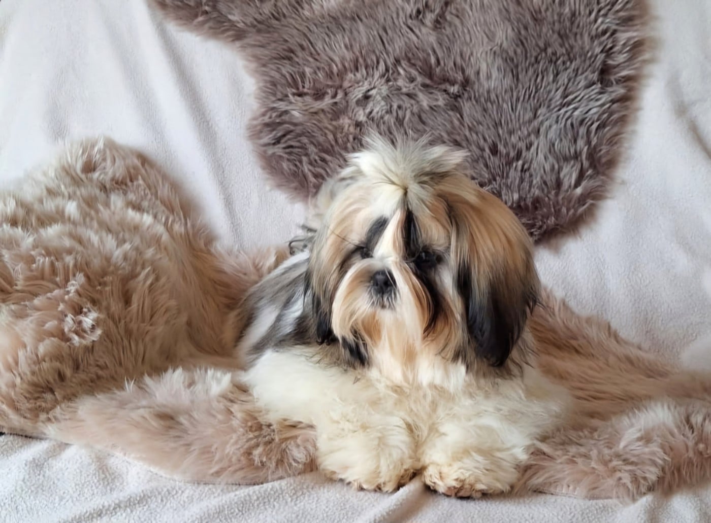 Les Shih Tzu de l'affixe   Des Douces Folies d'Asie