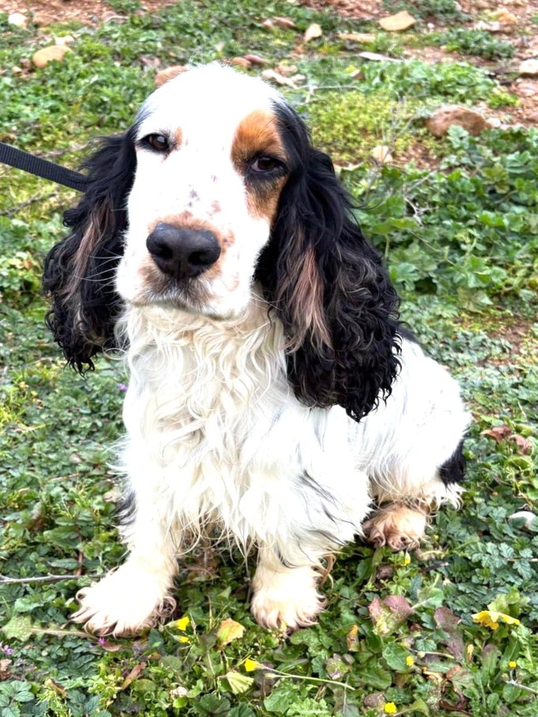 Les Cocker Spaniel Anglais de l'affixe   des Felicuncan