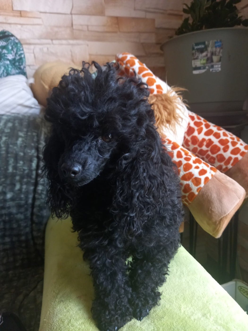 tara wells Des babys d'emporda