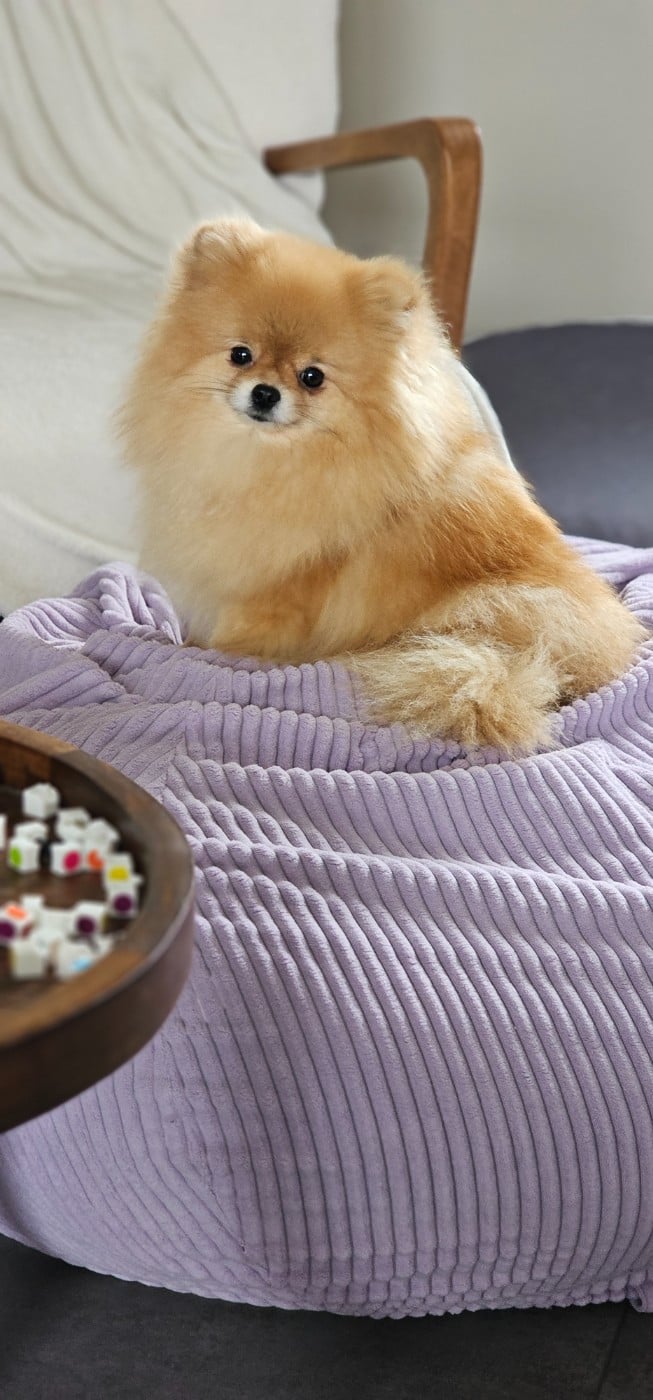 Les Spitz allemand de l'affixe   De La Forêt Des Noisettes