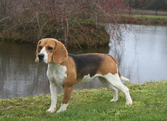 Les Beagle de l'affixe   du clos du bonheur