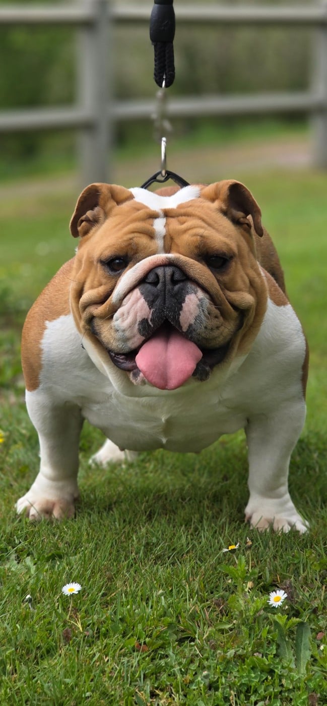 Les Bulldog Anglais de l'affixe   Des Merveilles D'la Montagne