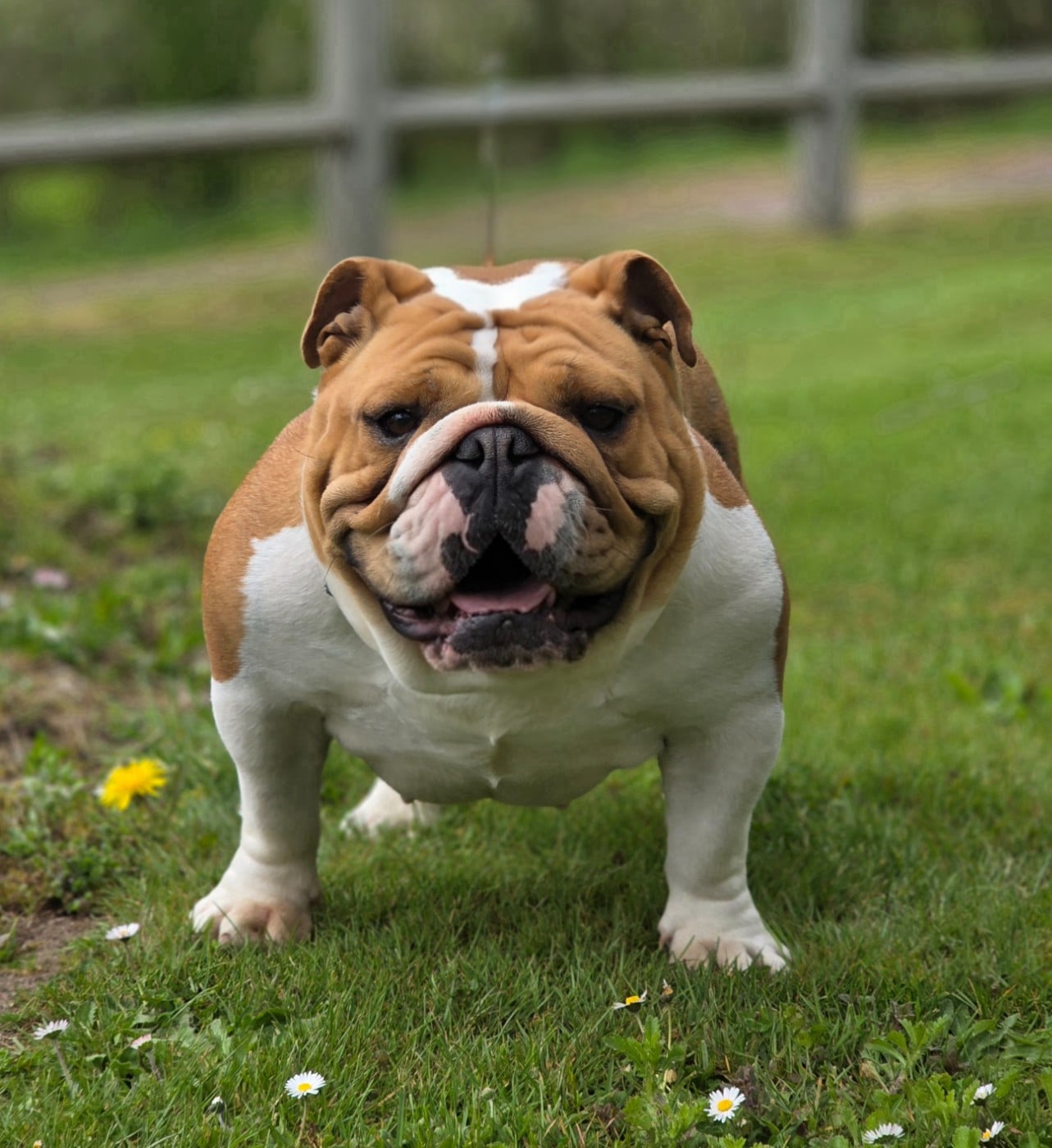 Les Bulldog Anglais de l'affixe   Des Merveilles D'la Montagne