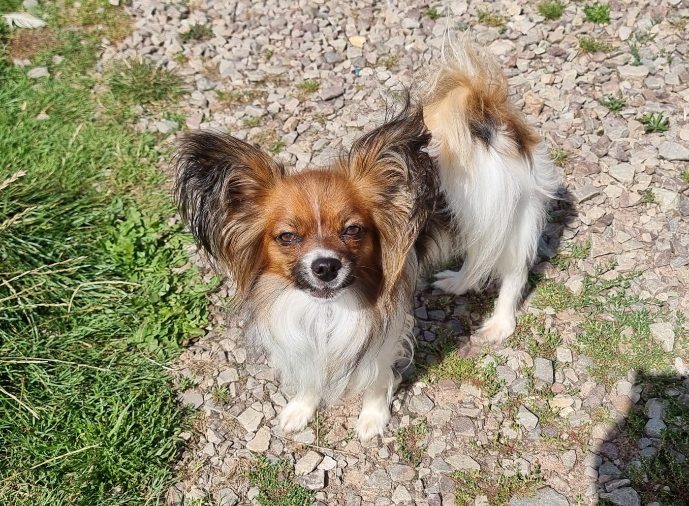 Les Epagneul nain Continental (Papillon) de l'affixe   Embrace The Moon