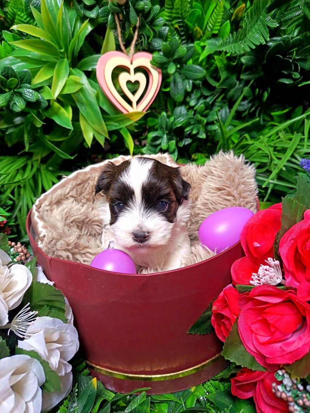 Les Bichon Havanais de l'affixe   Ankh Of Destiny