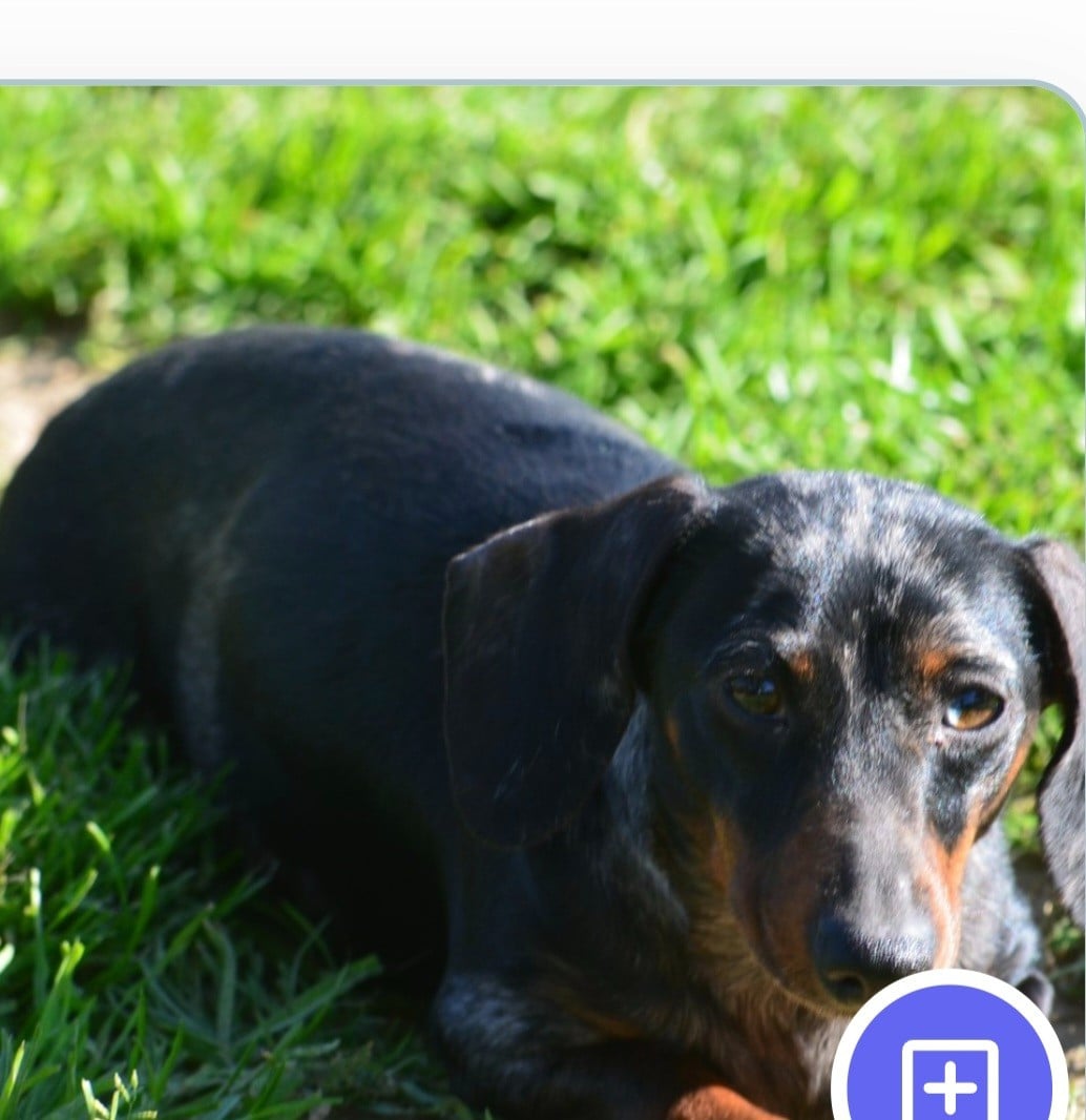 Les Teckel poil ras de l'affixe   du Mas de Kevantsteph