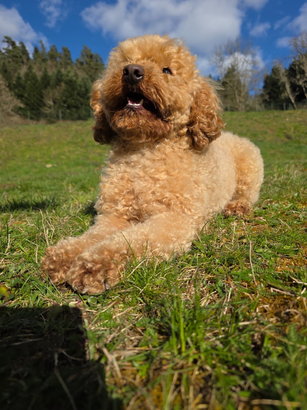 Les Caniche de l'affixe   du Moulin de Bonneval