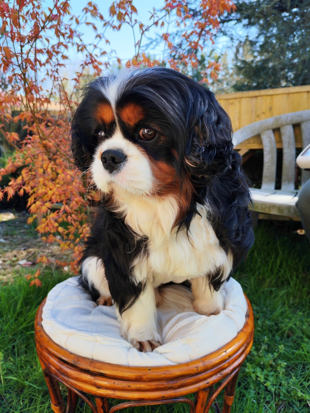 Les Cavalier King Charles Spaniel de l'affixe   De La Vallée Du Sidobre