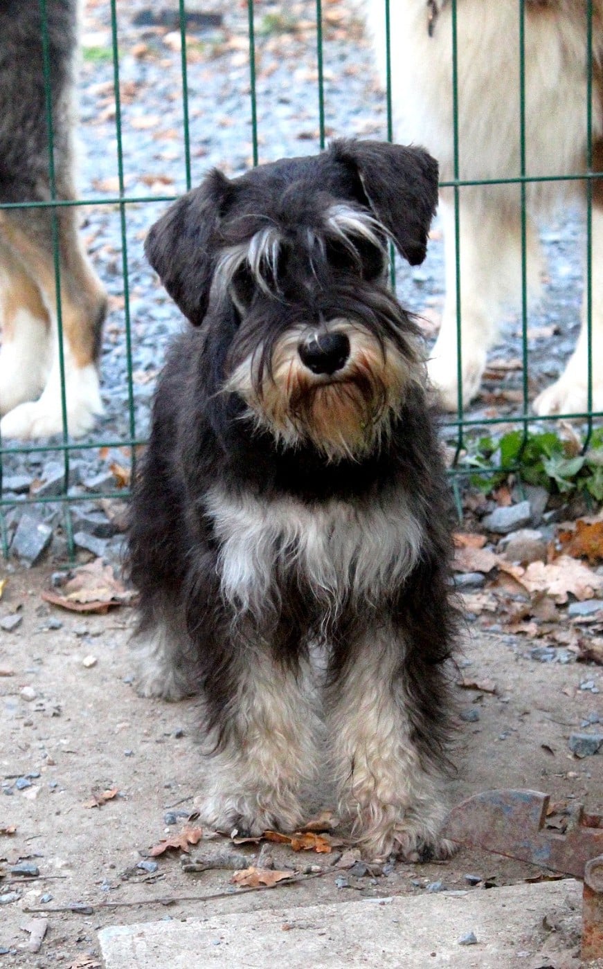 Les Schnauzer miniature de l'affixe   Of Moonlight Blue