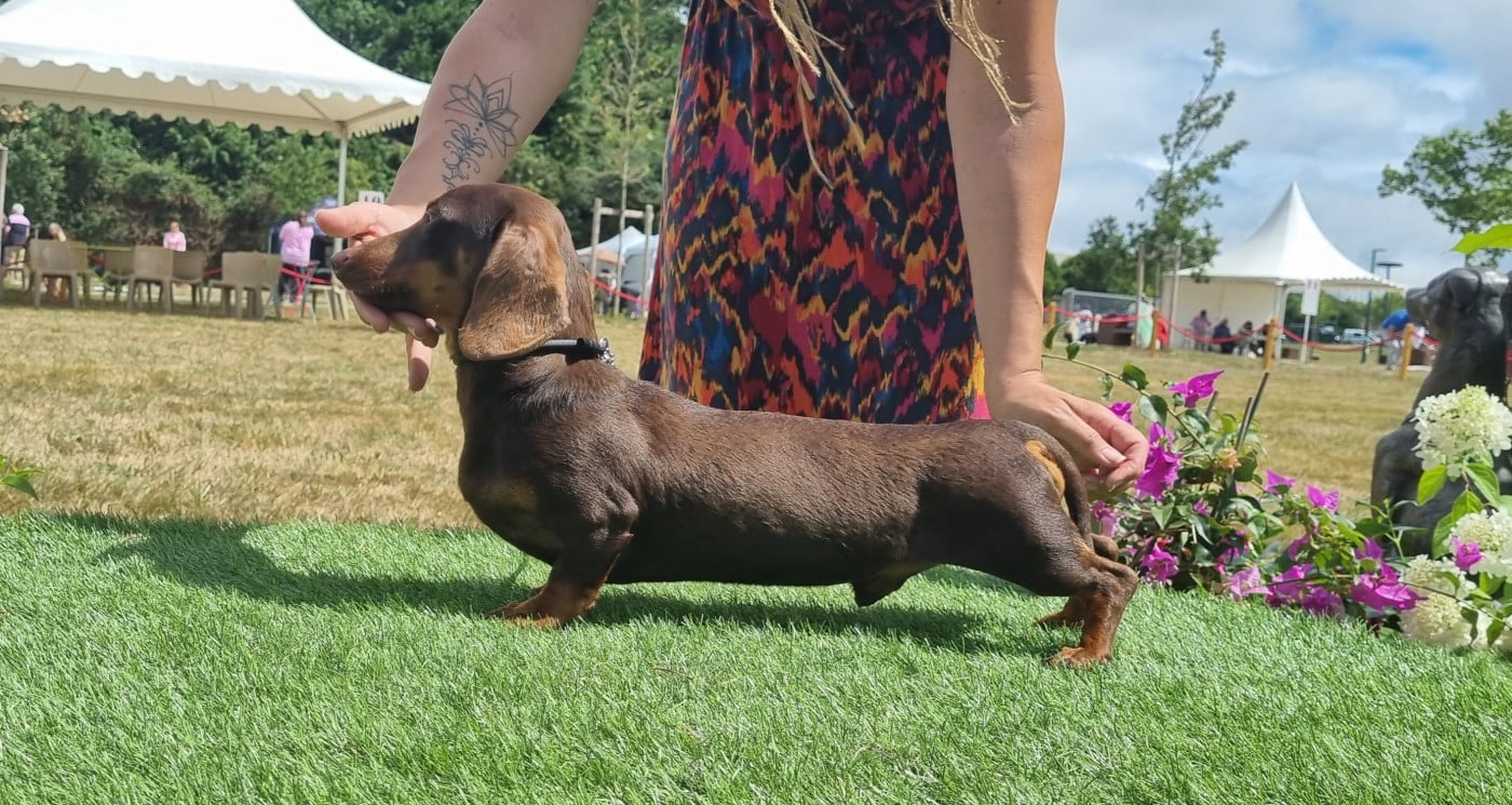 z'ikar iz bogemnoi roskoshi