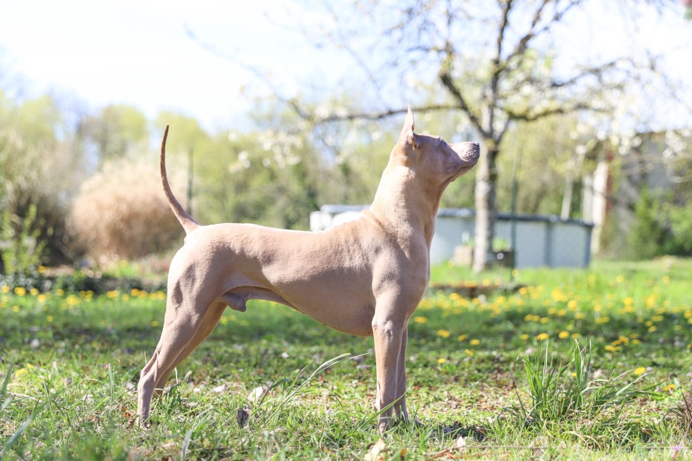 Les Chien thaïlandais à crête dorsale de l'affixe   Des Plaines Du Mont Moret