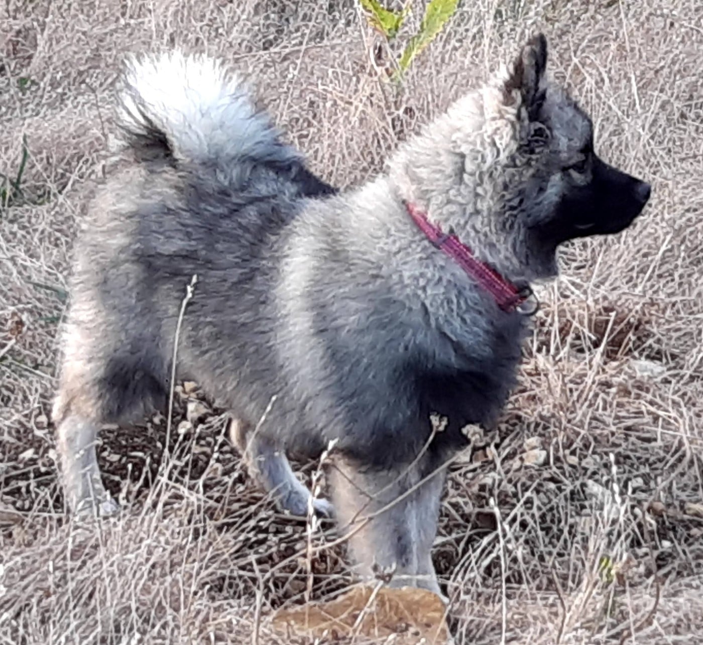 Les Spitz allemand de l'affixe   Des Mysteres Au Coeur Tendre
