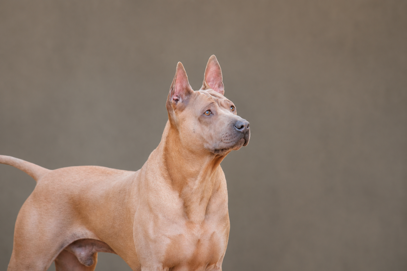 Les Chien thaïlandais à crête dorsale de l'affixe   Des Plaines Du Mont Moret