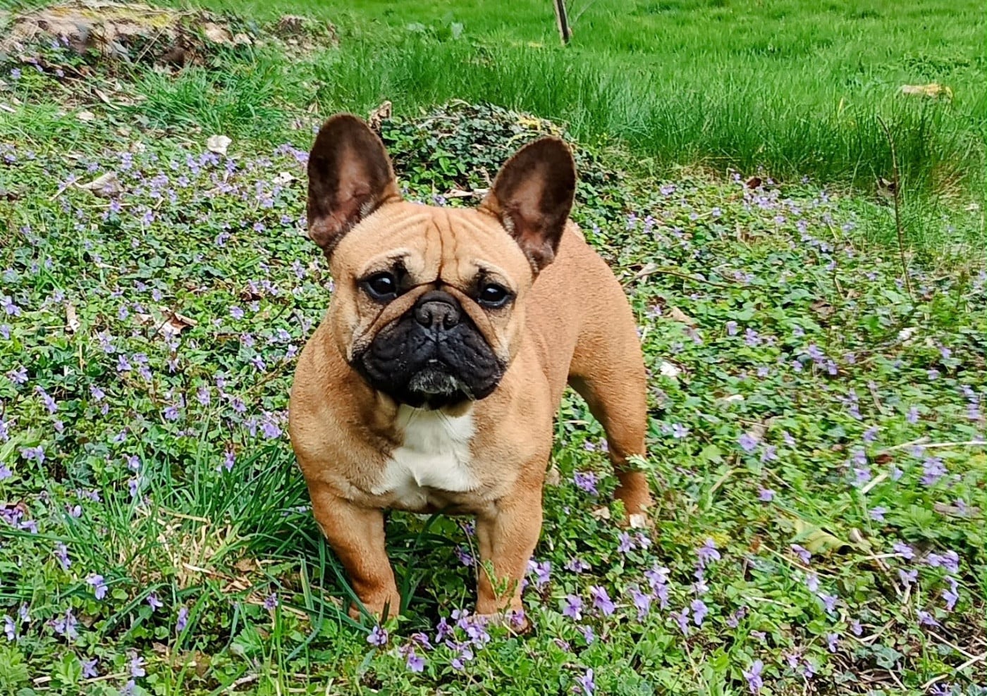 Les Bouledogue français de l'affixe   des Bulls Fourious