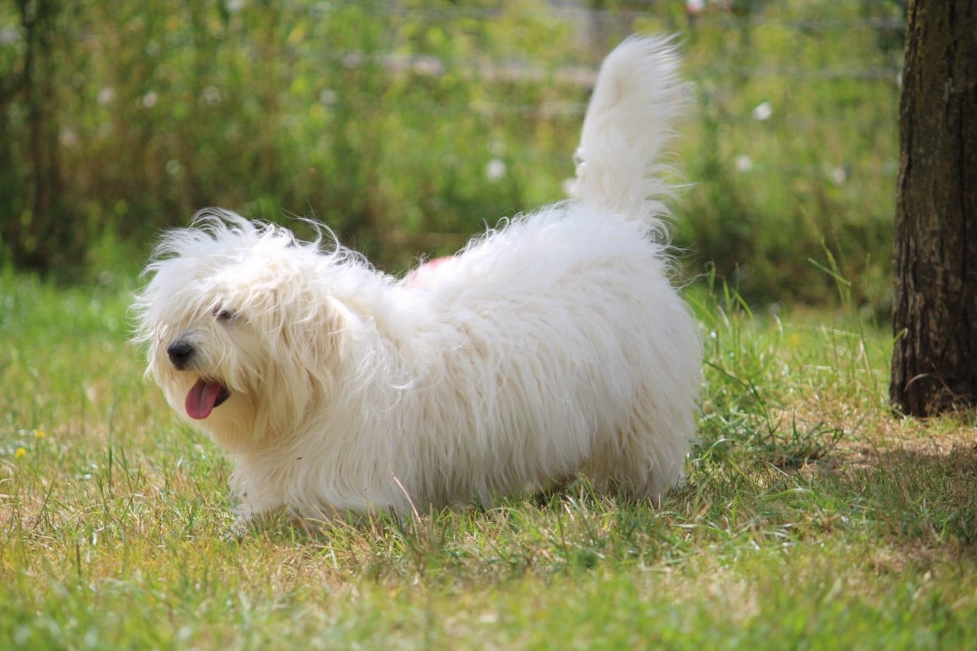 Les Coton de Tulear de l'affixe   du mont de la chenaie