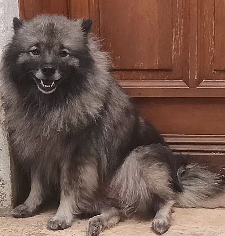Les Spitz allemand de l'affixe   Des Mysteres Au Coeur Tendre