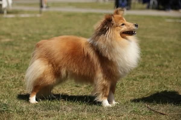 Les Shetland Sheepdog de l'affixe   Du Domaine Des Ptit's Futés